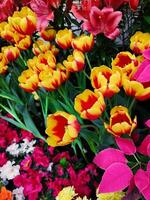 Colourful Tulips in Full Bloom photo