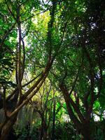 Glade of Trees in the shade, Chiang Mai, Thailand photo