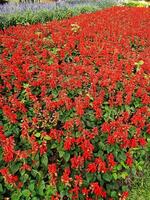 A Bed of Red Salvia Flowers photo