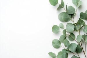 Fresh eucalyptus leaves arranged beautifully on a white background creating a natural and calming aesthetic for decor or design photo