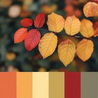 Vibrant autumn leaves showcase a stunning array of colors in a tranquil setting during the fall season photo
