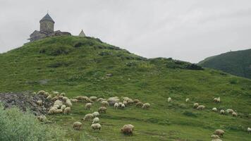 Flock of sheep graze in a mountainous landscape, amidst verdant hills, with a medieval temple serving as a backdrop, creating an incredibly picturesque natural scene. Georgia, Caucasus mountains video