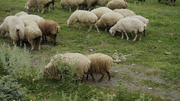 Group of white uncut sheep and rams are actively eating grass, feeding on a green summer pasture. Cattle walking video