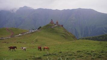 View of the Holy Trinity Mountain Temple in Georgia is truly breathtaking. Church is located among magnificent Caucasus Mountains and verdant hills, and in front of the temple, horses and sheep are grazing. video