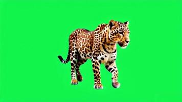 Animation leopard on green background. video