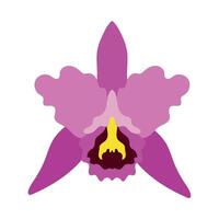 An orchid flower is shown in a flat style vector