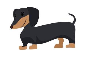 A cartoon dachshund dog standing on a white background vector