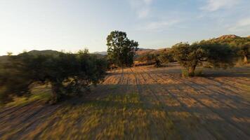 Passing Through The Trees Of Calabrian Lands video