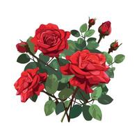 Red roses on a white background vector