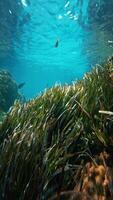 Inside The Seaweed In The Deep Sea video