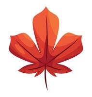 A red maple leaf on a white background vector