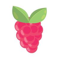 A raspberry is shown on a white background vector