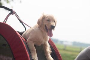 close up golden retriever puppy face in red dog cart with spring time field and blue sky background photo