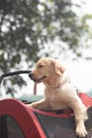 close up golden retriever puppy face in red dog cart with spring time field and blue sky background photo