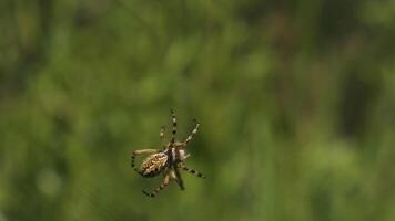 View of a moving tarantula. Creative. A large spider crawling along its web and moving large leaves and small stones in the grass. video
