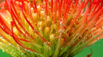 Close-up of exotic flower with bubbles in water. Stock footage. Beautiful flower with oxygen bubbles in water. Flower in clear refreshing water on colored background video