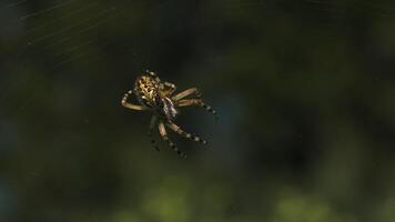 Close up of a spider spinning its web. Creative. Small spider insect on a blurred green background. video