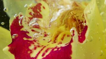Beautiful yellow flower with stream of bubbles. Stock footage. Flower in bubbling water. Close-up of streams of bubbles in water with flower video