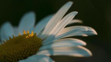Nature in macro photography. Creative.A small daisy with white petals with raindrops stands on a calm green background in the grass. video
