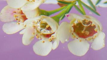 Floral delicate background. Stock footage. Macro view of a blooming soft flower bud placed underwater. video