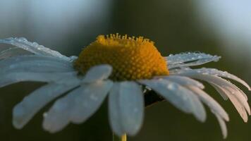 Nature in macro photography. Creative.A small daisy with white petals with raindrops stands on a calm green background in the grass. video