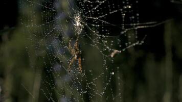 Close-up of wild big spider on web. Creative. Tarantula on spider web in nature. Big spider on web on sunny summer day video