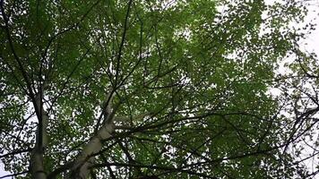 Bottom view of beautiful crown of green tree. Clip. Rustle of green tree leaves from summer breeze. Branches of tree with green leaves and summer breeze video