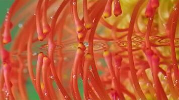 Red flower with reflection under water. Stock footage. Stamens of flower are reflected in smooth surface of water. Flower in refreshing water with reflection video