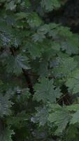 Rain in the forest. The trees stand in the rain in the yard. Leaves in the rain. Close up of water drops on fresh green leaves.The rain and water on the branches of trees. Leaves video
