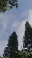 White clouds surrounded by luxuriant trees against a beautiful clear sky. Green trees in the background sky view from the bottom up video