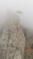 Green tree on edge of cliff in fog. Shot. Stone pillar on rock immersed in dense fog. Mystical atmosphere of autumn fog and lonely tree on edge video