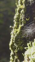 Large spiderweb. Spider web close-up. The big cobweb close-up with the branch in it, shining under the sunlight video