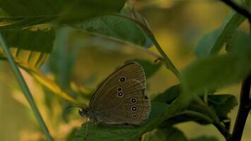 Close up of a butterfly on a green leaf. Creative. Blurred green background of a summer meadow. video