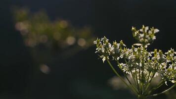 Wind blowing white flowers. Creative. A field with small flowers that moves in different directions due to the wind. video