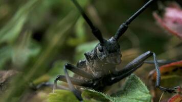 Close-up of big black beetle with mustache. Creative. Face of large black beetle in grass. Large black locust with whiskers in grass video