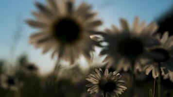 Close-up of daisies on background of sun. Creative. Bottom view of dandelions on background bright sun. Blurred dandelions of summer meadow on sunny day video