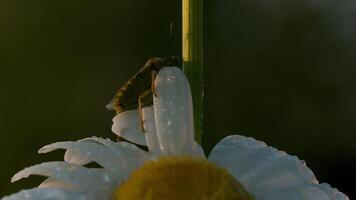 Close-up of beetle sitting on daisy. Creative. Beautiful daisy with beetle on its petals. Insects and plants in summer meadow. Beautiful macro world of summer meadow video