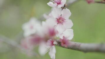 Close up of cherry blossoms fluttering in soft breeze. Action. Beautiful blooming tree with a branch of flowers on a blurred green background. video