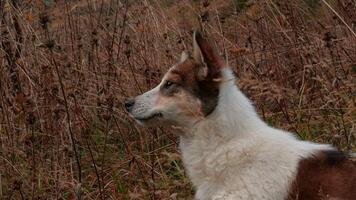 A pet walking in cold weather. Creative. A large white dog with red spots standing in a field shakes his head. video