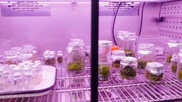 Fridge at the laboratory with empty flasks and green plants. Stock footage. Concept of science. video