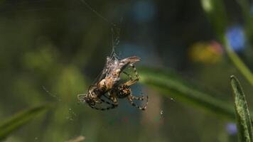 Close up of a spider killing its victim, rolling up in a web. Creative. Insect in the summer meadow. video