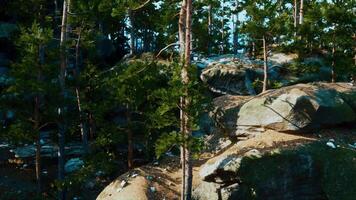 A group of trees that are sitting on some rocks video