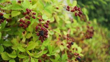 Blackberry growing on a garden bush. Branch of ripe blackberry in a garden on green background video