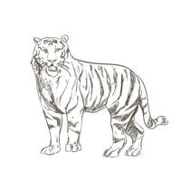 A drawing of a tiger standing on its hind legs vector