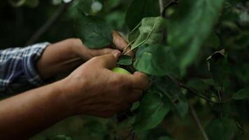 Woman picking apple at the garden. A ripe green apple with raindrops on an apple tree branch in the summer. video