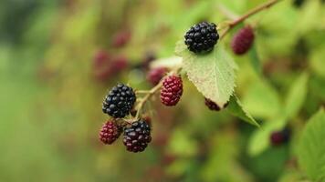 Blackberry growing on a garden bush. Branch of ripe blackberry in a garden on green background video