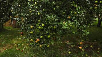 Green apples on tree ready to be harvested. Ripe apple fruits in apple orchard. Selective focus. video
