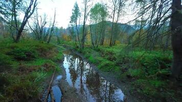 Smooth flight between the trees close to branches in the mystical autumn forest. video