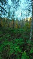 Smooth flight between the trees close to branches in the mystical autumn forest. video