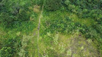 Aerial view of people walking on a path through a forest video